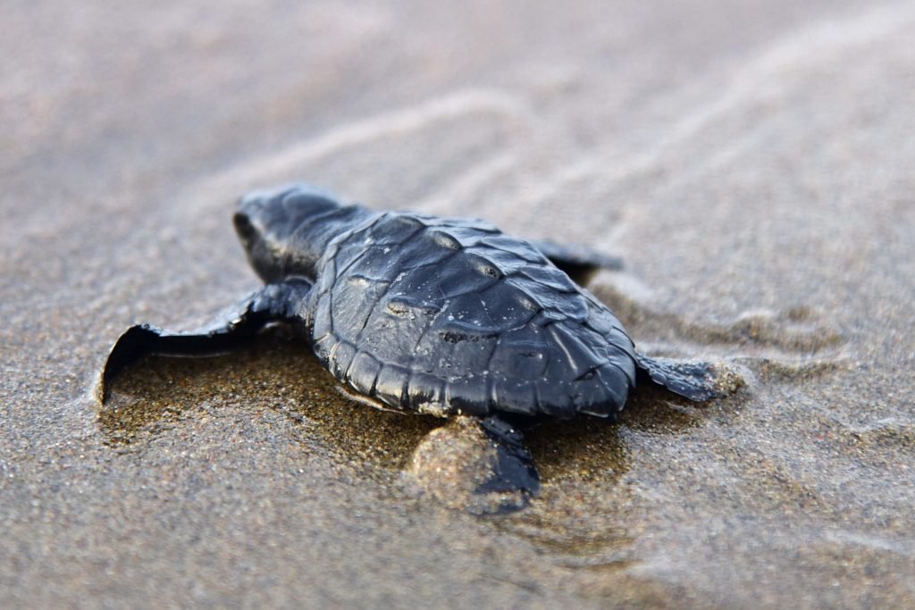 Home mat 5751 1024x683 1